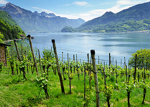 Weinwanderung am Walensee