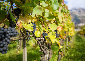 Wine tour on the Walensee