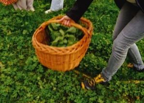 Wild herbs experience cookery course
