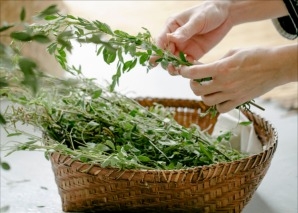 Wildkräuter-Workshop mit Brunch