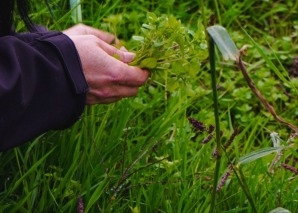 Wild herb hike to a place of power