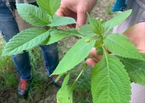 Wild herb hike to a place of power
