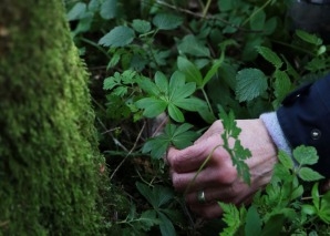 Wildpflanzen-Trail - Spass in der Natur