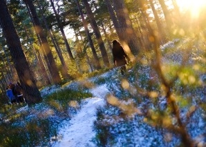Winterwald-Erlebnisse für Teams