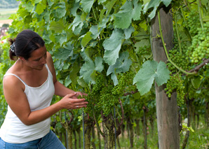 Visite du vignoble en collaboration avec le vigneron