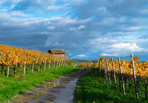 Rebrundgang mit Mitarbeit bei der Winzerin