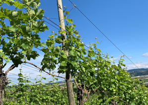 Rebrundgang mit Mitarbeit bei der Winzerin