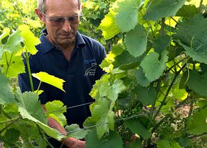 Tour of the vineyard with collaboration with the winegrower