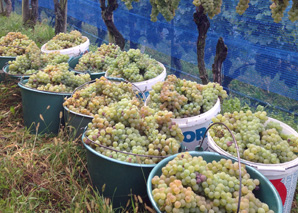 Visite du vignoble en collaboration avec le vigneron