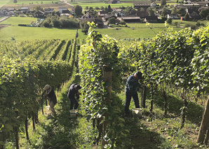 Tour of the vineyard with collaboration with the winegrower