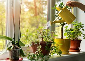 Nurturing and caring for houseplants