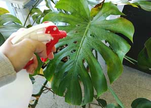Nurturing and caring for houseplants