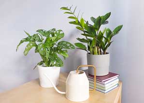 Nurturing and caring for houseplants