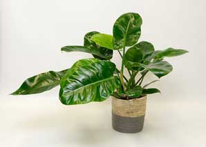 Nurturing and caring for houseplants
