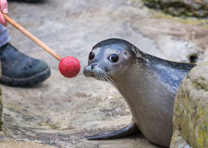 Zoo-Quiz - die spielerische Entdeckungstour