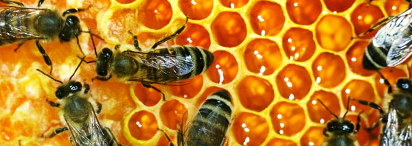 Visit the beekeeper in the emmental