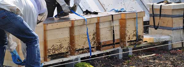 Bee experience above the rooftops of Zurich