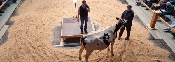 Commerce de vaches - vivre de près la vente aux enchères de bétail dans l'Emmental