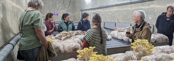 Workshop «Pilzzucht» für Teams