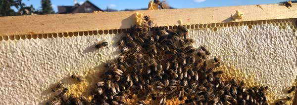 Looking over the beekeeper's shoulder