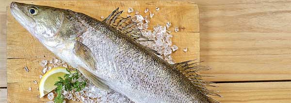 Sandre – visite guidée du poisson à la ferme