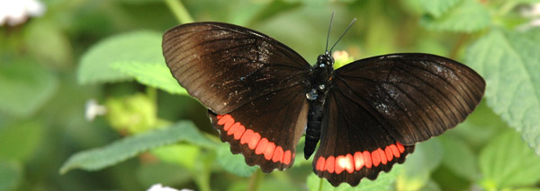 Guided Tour - Papillorama