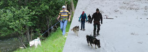 Huskytrekking in der Ostschweiz