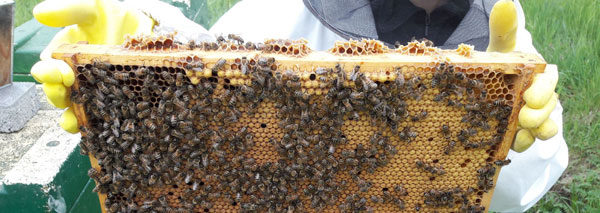 Visit to beekeeper