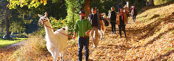 Lama-Trekking im Berner Oberland