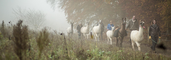 Randonnée avec des lamas à Soleure-Bucheggberg