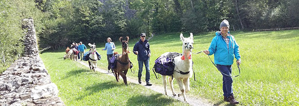 Lama trekking in the Bernese Oberland