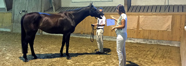 Communication, effet et leadership - transfert du troupeau de chevaux