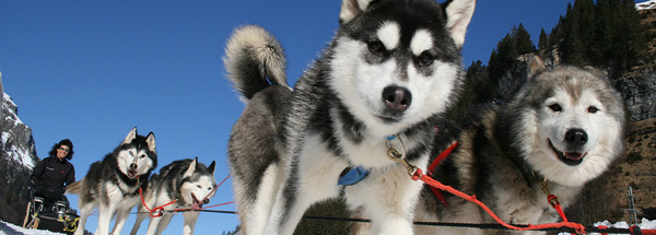 Circuit avec des chiens de traîneau en Suisse centrale