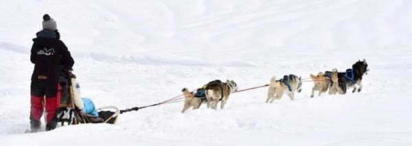 Journée aventure avec des chiens de traîneaux