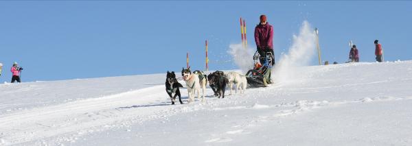 Circuit avec des chiens de traîneaux sur le Flumserberg