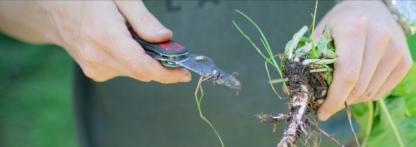 Survival-Wissen: Essbare Wildpflanzen erkennen und nutzen
