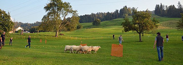 Sens du mouton – Diriger le troupeau de moutons