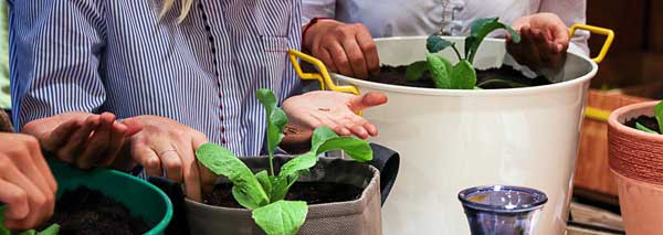 Comment planter et récolter des légumes et des herbes en ville