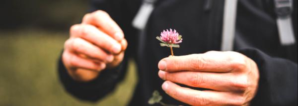 Cooking and savouring wild plants