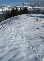 Wildlife discovery on snow shoes