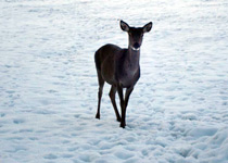 Wildlife discovery on snow shoes