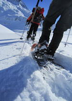 Wildlife discovery on snow shoes