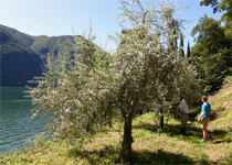 Olivenbaumführung im Tessin