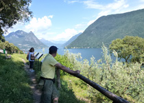 A guided tour through the olive groves of the Ticino