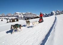 A round trip on a dog-drawn sleigh in Flumserberg