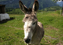 Tours en trottinette dans la Suisse centrale