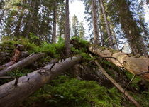 Muotathaler Wetterschmöcker-Seminar