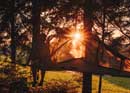 Passer la nuit dans une tente au milieu des arbres