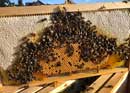 Regarder par-dessus l'épaule de l'apiculteur