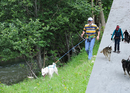 Huskytrekking in der Ostschweiz
